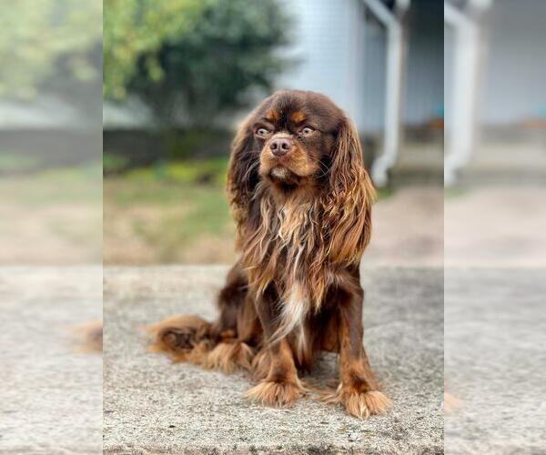 Medium Photo #1 Beaglier Puppy For Sale in MILLERSBURG, OH, USA