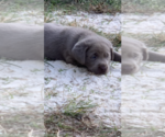 Small Photo #2 Labrador Retriever Puppy For Sale in WETUMPKA, AL, USA