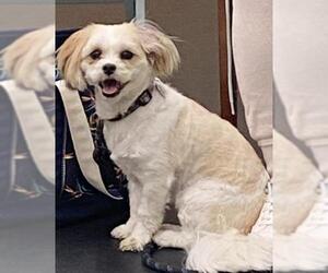 Zuchon Dogs for adoption in Shell Lake , WI, USA