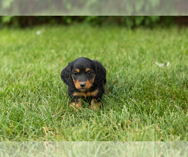 Medium Photo #2 Dachshund Puppy For Sale in MILFORD, IN, USA
