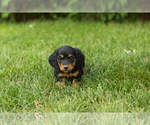 Small #1 Dachshund