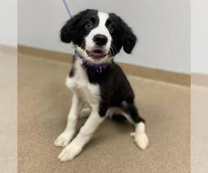 Border Collie Dogs for adoption in Aurora, CO, USA