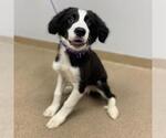Small Border Collie