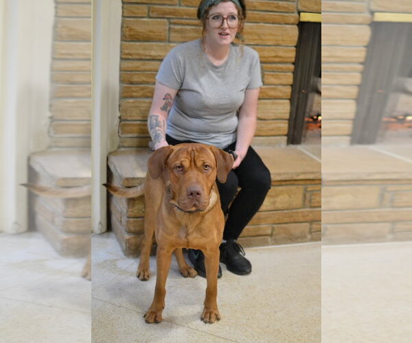 Medium Photo #4 Mastiff Puppy For Sale in Germanton, TN, USA