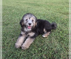 Aussiedoodle Puppy for sale in WILLS POINT, TX, USA