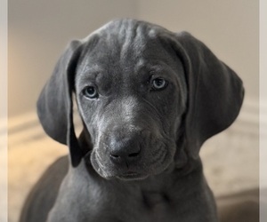 Weimaraner Puppy for sale in SMITHTOWN, NY, USA