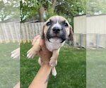Small #14 Mutt