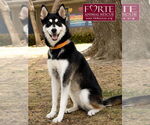 Small #2 Siberian Husky