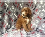 Small #2 Cavapoo