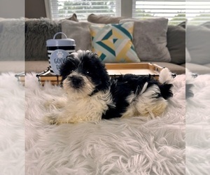 Havanese Puppy for sale in INDIANAPOLIS, IN, USA