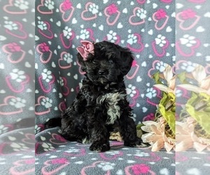 Bichpoo-Poodle (Miniature) Mix Puppy for sale in NOTTINGHAM, PA, USA