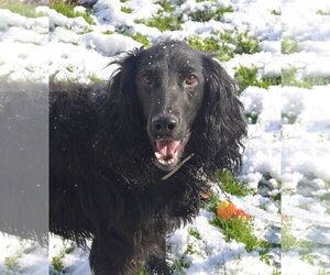 English Springer Spaniel Dogs for adoption in Flushing, NY, USA