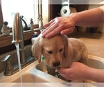 Small Photo #20 Golden Retriever Puppy For Sale in WEBSTER CITY, IA, USA