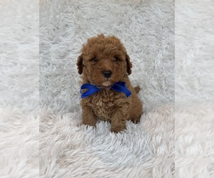 Poodle (Toy) Puppy for sale in JEFFERSONVILLE, IN, USA