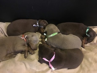 Doberman Pinscher Puppy for sale in MARSHALL, TX, USA