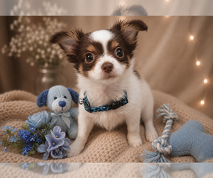 Chihuahua Puppy for sale in MANSFIELD, TX, USA