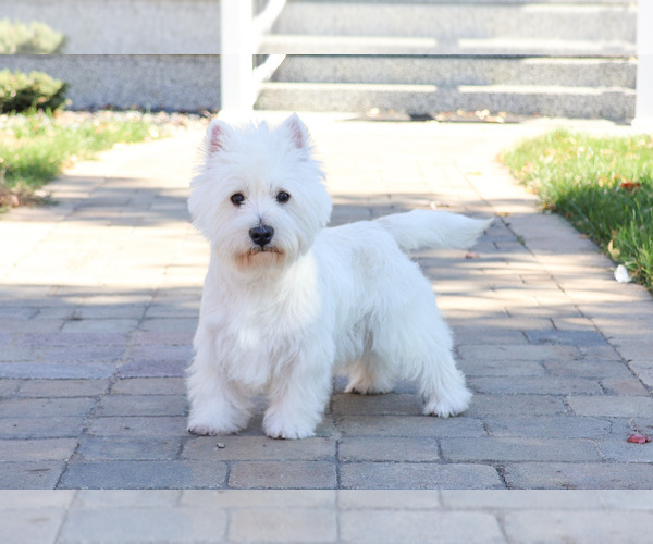 Medium Photo #1 West Highland White Terrier Puppy For Sale in SYRACUSE, IN, USA