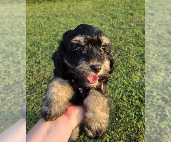 Medium Photo #2 Aussiedoodle Puppy For Sale in WILLS POINT, TX, USA