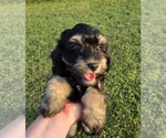 Small #1 Aussiedoodle