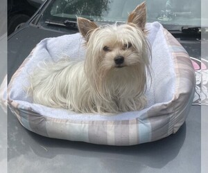 Father of the Yorkshire Terrier puppies born on 03/14/2026