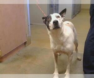 Mutt Dogs for adoption in Sacramento, CA, USA