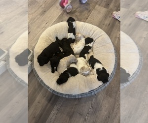 Labradoodle-Poodle (Standard) Mix Litter for sale in SHINGLE SPRINGS, CA, USA