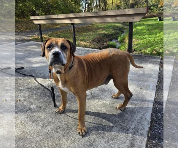 Medium Photo #10 Boxer-Unknown Mix Puppy For Sale in New Oxford , PA, USA