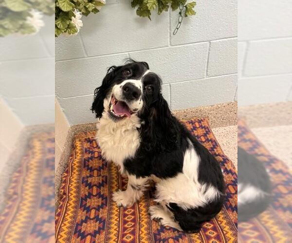 Medium Photo #1 English Springer Spaniel Puppy For Sale in Brighton, CO, USA