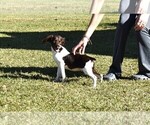 Small #1 Brittany