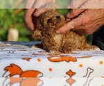 Small #31 Poodle (Toy)