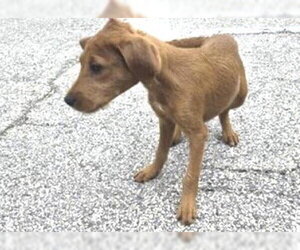 Poodle (Standard) Dogs for adoption in Houston, TX, USA