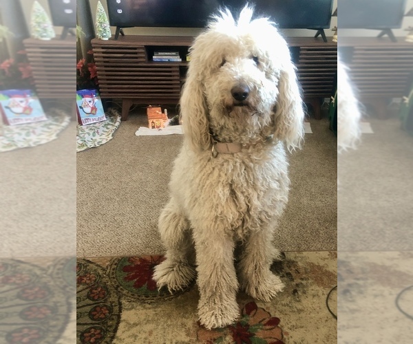 Medium Photo #1 Golden Mountain Doodle Puppy For Sale in GRAND JCT, CO, USA