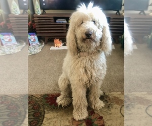 Mother of the Golden Mountain Doodle puppies born on 08/06/2026