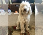 Small Photo #1 Golden Mountain Doodle Puppy For Sale in GRAND JCT, CO, USA