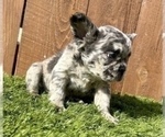 Small Photo #35 French Bulldog Puppy For Sale in SAN ANTONIO, TX, USA