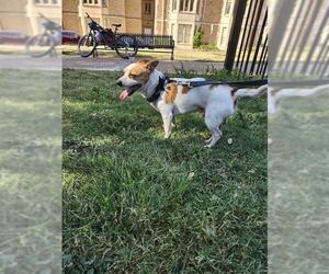 Mutt Dogs for adoption in San Antonio, TX, USA