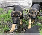 Small Photo #1 German Shepherd Dog Puppy For Sale in RUFFIN, SC, USA