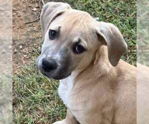 Mutt Dogs for adoption in MECHANICSBURG, PA, USA