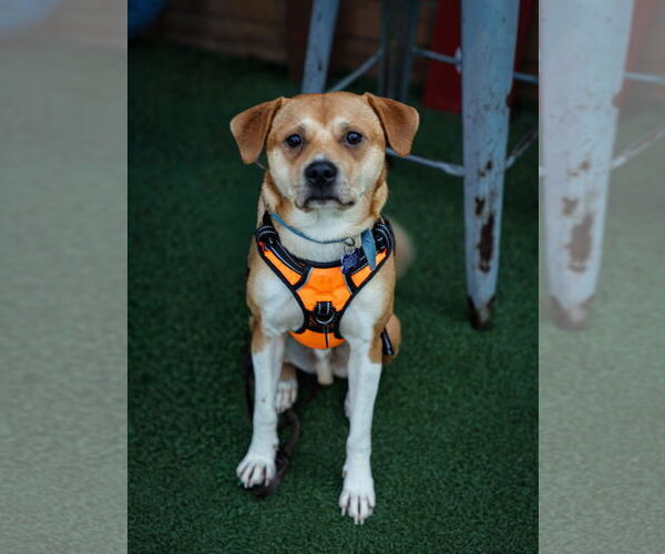 Medium Photo #4 Mutt Puppy For Sale in Bellevue, WA, USA