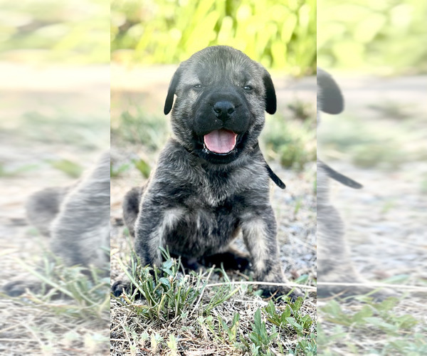 Medium Photo #1 Presa Canario Puppy For Sale in COLORADO SPGS, CO, USA