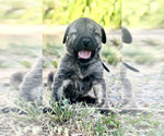 Small Presa Canario