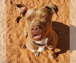 Small Photo #132 American Pit Bull Terrier-Unknown Mix Puppy For Sale in Kanab, UT, USA
