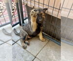 Small #1 German Shepherd Dog Mix