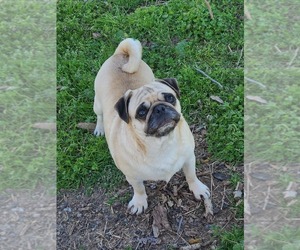 Mother of the Pug puppies born on 05/08/2025