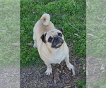 Small Photo #1 Pug Puppy For Sale in MANGHAM, LA, USA