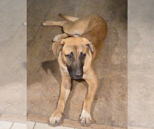Medium Photo #10 Black Mouth Cur-German Shepherd Dog Mix Puppy For Sale in Brewster, NY, USA