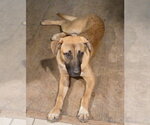 Small #9 Black Mouth Cur-German Shepherd Dog Mix