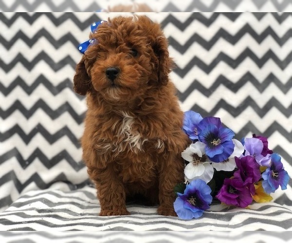 Medium Photo #2 Poodle (Toy) Puppy For Sale in EAST EARL, PA, USA