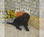 Small Photo #1 Newfypoo Puppy For Sale in CHANUTE, KS, USA