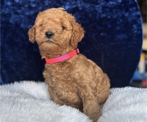 Medium Photo #13 Goldendoodle (Miniature) Puppy For Sale in SAN FERNANDO, CA, USA